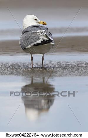 European herring gull (Larus argentatus), standing in shallow water, Texel, West Frisian Islands, Province of North Holland, Holland, The Netherlands, Europe View Large Photo Image Picture - European herring gull (Larus argentatus), standing in shallow water, Texel, West Frisian Islands, Province of North Holland, Holland, The Netherlands, Europe. Fotosearch