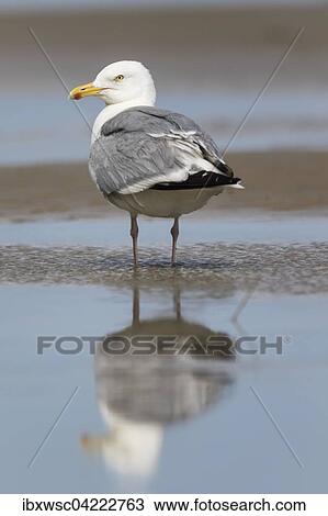European herring gull (Larus argentatus), standing in shallow water, Texel, West Frisian Islands, Province of North Holland, Holland, The Netherlands, Europe View Large Photo Image Stock Image - European herring gull (Larus argentatus), standing in shallow water, Texel, West Frisian Islands, Province of North Holland, Holland, The Netherlands, Europe. Fotosearch