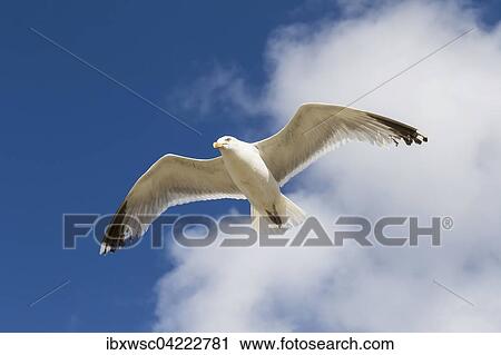 European herring gull (Larus argentatus), in flight, Texel, West Frisian Islands, Province of North Holland, Holland, The Netherlands, Europe View Large Photo Image Stock Image - European herring gull (Larus argentatus), in flight, Texel, West Frisian Islands, Province of North Holland, Holland, The Netherlands, Europe. Fotosearch