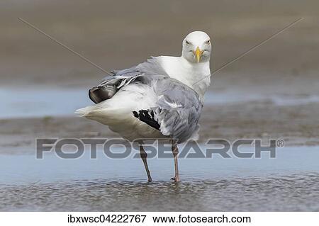 European herring gull (Larus argentatus), standing in shallow water, Texel, West Frisian Islands, Province of North Holland, Holland, The Netherlands, Europe View Large Photo Image Stock Photo - European herring gull (Larus argentatus), standing in shallow water, Texel, West Frisian Islands, Province of North Holland, Holland, The Netherlands, Europe. Fotosearch