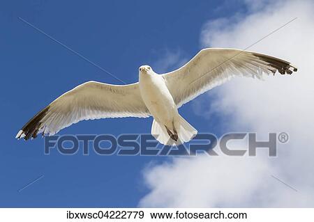 European herring gull (Larus argentatus), in flight, Texel, West Frisian Islands, Province of North Holland, Holland, The Netherlands, Europe View Large Photo Image Stock Photo - European herring gull (Larus argentatus), in flight, Texel, West Frisian Islands, Province of North Holland, Holland, The Netherlands, Europe. Fotosearch