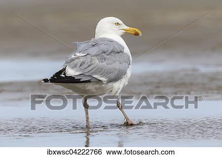 European herring gull (Larus argentatus), in shallow water, Texel, West Frisian Islands, Province of North Holland, Holland, The Netherlands, Europe View Large Photo Image Stock Photograph - European herring gull (Larus argentatus), in shallow water, Texel, West Frisian Islands, Province of North Holland, Holland, The Netherlands, Europe. Fotosearch