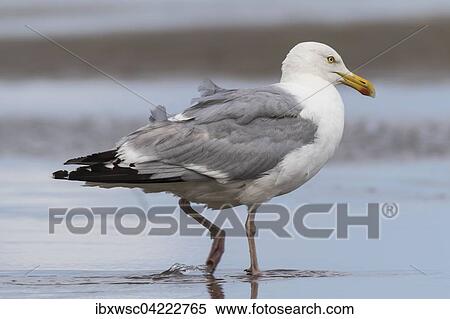 European herring gull (Larus argentatus), in shallow water, Texel, West Frisian Islands, Province of North Holland, Holland, The Netherlands, Europe View Large Photo Image Stock Photography - European herring gull (Larus argentatus), in shallow water, Texel, West Frisian Islands, Province of North Holland, Holland, The Netherlands, Europe. Fotosearch