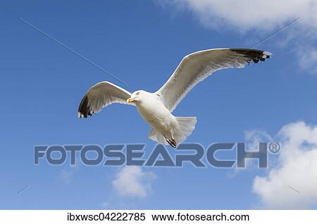 European herring gull (Larus argentatus), in flight, Texel, West Frisian Islands, Province of North Holland, Holland, The Netherlands, Europe View Large Photo Image Stock Photography - European herring gull (Larus argentatus), in flight, Texel, West Frisian Islands, Province of North Holland, Holland, The Netherlands, Europe. Fotosearch