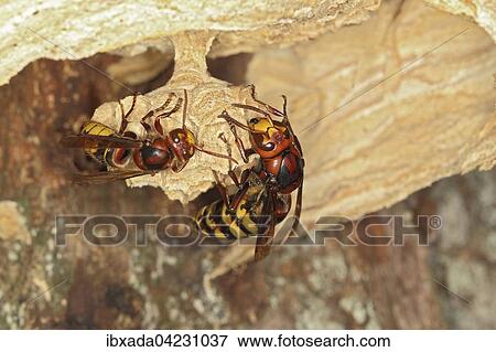 European hornet queen, hornet queen worker (Vespa crabro), on a new comb, Germany, Europe View Large Photo Image Stock Photo - European hornet queen, hornet queen worker (Vespa crabro), on a new comb, Germany, Europe. Fotosearch