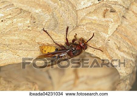 European hornet (Vespa crabro), at its nest, Germany, Europe View Large Photo Image Picture - European hornet (Vespa crabro), at its nest, Germany, Europe. Fotosearch