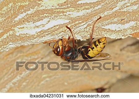 Stock Image - European hornet (Vespa crabro), building its nest, Germany, Europe. Fotosearch