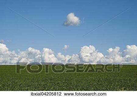 Field planted with soybeans, clouds, Campo Mourao, Parana, Brazil, South America View Large Photo Image Stock Image - Field planted with soybeans, clouds, Campo Mourao, Parana, Brazil, South America. Fotosearch