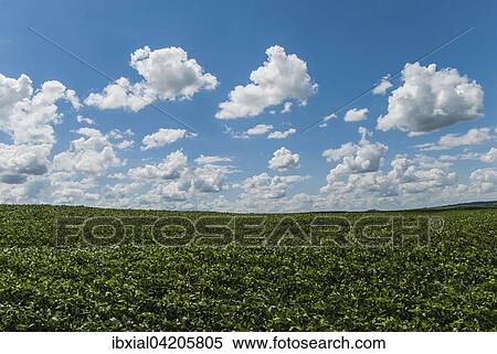 Field planted with soybeans, clouds, Campo Mourao, Parana, Brazil, South America View Large Photo Image Stock Photography - Field planted with soybeans, clouds, Campo Mourao, Parana, Brazil, South America. Fotosearch