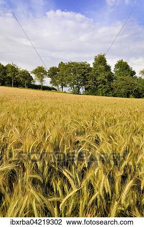 Field with barley (Hordeum vulgare), Germany, Europe View Large Photo Image Stock Image - Field with barley (Hordeum vulgare), Germany, Europe. Fotosearch