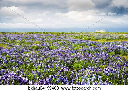 Stock Photo - Field with lupines (Lupinus nootkatensis), Suourland or Sudurland, South Iceland, Iceland, Europe. Fotosearch