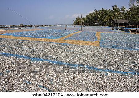 Picture - Fish drying on blue nets on the beach of the fishing village Ngapali, fishing boats in the sea on the left, wooden fishermen's houses under the palm trees, Ngapali, Thandwe, Rakhine State, Myanmar, Asia. Fotosearch
