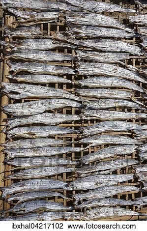 Fish laid out to dry on bamboo mats, Fishing Village Ngapali, Thandwe, Rakhine State, Myanmar, Asia View Large Photo Image Stock Image - Fish laid out to dry on bamboo mats, Fishing Village Ngapali, Thandwe, Rakhine State, Myanmar, Asia. Fotosearch