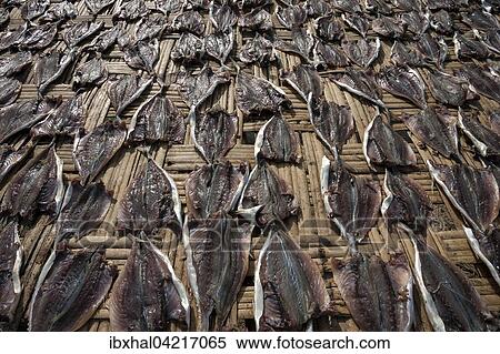 Fish laid out to dry on bamboo mats, Fishing Village Ngapali, Thandwe, Rakhine State, Myanmar, Asia View Large Photo Image Stock Photography - Fish laid out to dry on bamboo mats, Fishing Village Ngapali, Thandwe, Rakhine State, Myanmar, Asia. Fotosearch