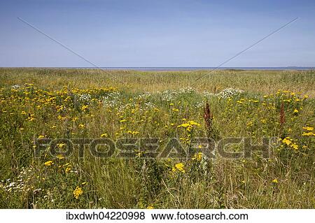 Flowering meadow in the resting area in the Lower Saxon Wadden Sea National Park, North Sea, Lower Saxony, Germany, Europe View Large Photo Image Stock Photo - Flowering meadow in the resting area in the Lower Saxon Wadden Sea National Park, North Sea, Lower Saxony, Germany, Europe. Fotosearch