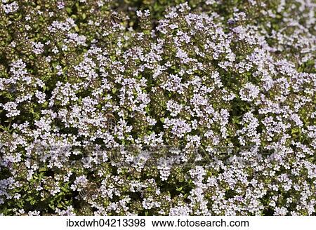 Stock Photo - Flowering thyme (Thymus vulgaris). Fotosearch