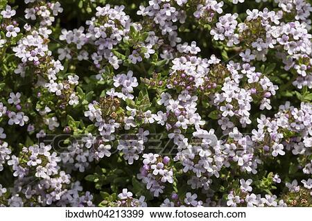 Flowering thyme (Thymus vulgaris) View Large Photo Image Stock Photo - Flowering thyme (Thymus vulgaris). Fotosearch