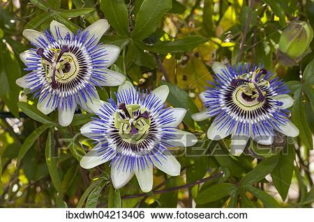 Flowers of a blue passion flower (Passiflora caerulea) View Large Photo Image Stock Photograph - Flowers of a blue passion flower (Passiflora caerulea). Fotosearch