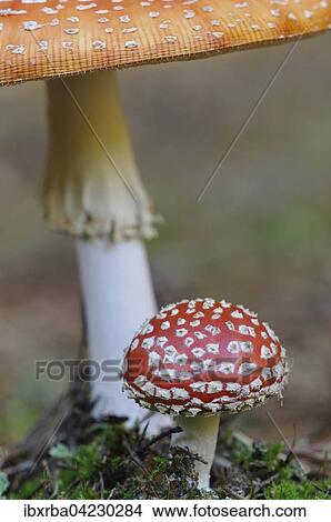 Picture - Fly agaric (Amanita muscaria), Mecklenburg-Western Pomerania, Germany, Europe. Fotosearch