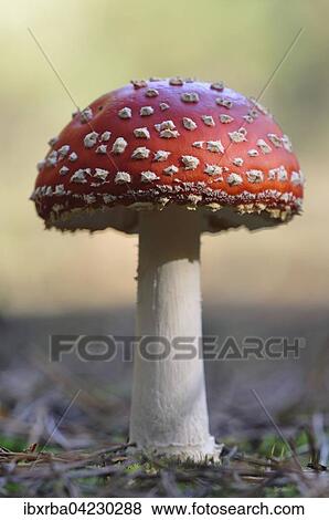 Fly agaric (Amanita muscaria), Mecklenburg-Western Pomerania, Germany, Europe View Large Photo Image Stock Photo - Fly agaric (Amanita muscaria), Mecklenburg-Western Pomerania, Germany, Europe. Fotosearch