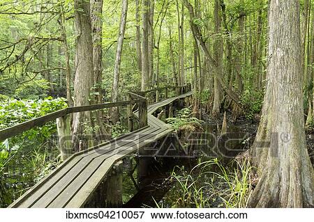 Footpath, footbridge in a mangrove forest, Highland Hammock State Park, Florida, USA, North America View Large Photo Image Stock Photo - Footpath, footbridge in a mangrove forest, Highland Hammock State Park, Florida, USA, North America. Fotosearch