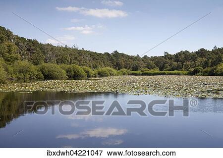 Forest lake in Cuxhaven, Lower Saxon Wadden Sea National Park, Cuxhaven, Lower Saxony, Germany, Europe View Large Photo Image Stock Photo - Forest lake in Cuxhaven, Lower Saxon Wadden Sea National Park, Cuxhaven, Lower Saxony, Germany, Europe. Fotosearch