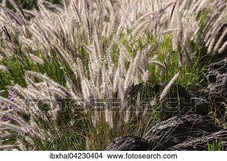 Fountain grass (Pennisetum alopecuroides) flowers, backlit, Gran Canaria, Canary Islands, Spain, Europe View Large Photo Image Picture - Fountain grass (Pennisetum alopecuroides) flowers, backlit, Gran Canaria, Canary Islands, Spain, Europe. Fotosearch
