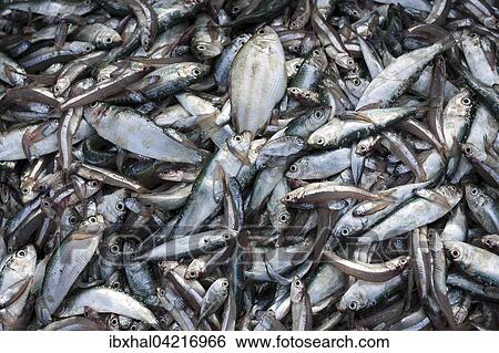 Freshly caught fish, fishing village of Ngapali, Thandwe, Rakhine State, Myanmar, Asia View Large Photo Image Stock Photograph - Freshly caught fish, fishing village of Ngapali, Thandwe, Rakhine State, Myanmar, Asia. Fotosearch