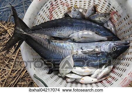 Freshly caught fish in a basket, mackerel and small fish, fishing village of Ngapali, Thandwe, Rakhine State, Myanmar, Asia View Large Photo Image Picture - Freshly caught fish in a basket, mackerel and small fish, fishing village of Ngapali, Thandwe, Rakhine State, Myanmar, Asia. Fotosearch