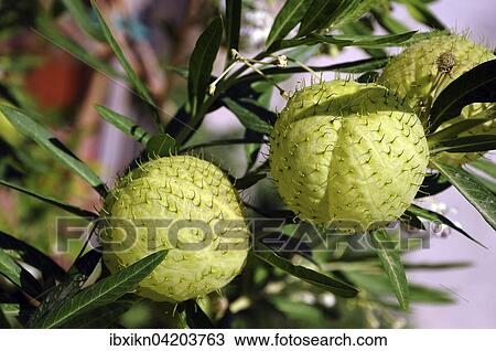 Fruits of the balloonplant (Gomphocarpus physocarpus) or bishop's balls, Agia Galini, Crete, Greece, Europe View Large Photo Image Stock Image - Fruits of the balloonplant (Gomphocarpus physocarpus) or bishop's balls, Agia Galini, Crete, Greece, Europe. Fotosearch