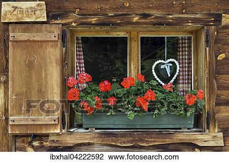 Geraniums and braided heart on the window of a farmhouse, Eng, Eng-Alm, Karwendel, Tyrol, Austria, Europe View Large Photo Image Stock Image - Geraniums and braided heart on the window of a farmhouse, Eng, Eng-Alm, Karwendel, Tyrol, Austria, Europe. Fotosearch