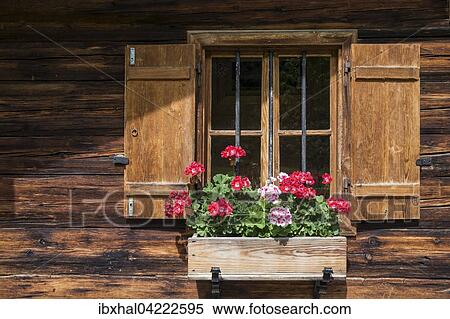 Geraniums at the window of a farmhouse, Eng, Eng-Alm, Karwendel, Tyrol, Austria, Europe View Large Photo Image Stock Photography - Geraniums at the window of a farmhouse, Eng, Eng-Alm, Karwendel, Tyrol, Austria, Europe. Fotosearch