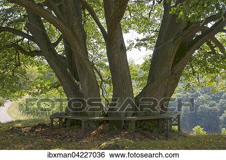 Stock Photograph - Gerichtslinde, court linden tree, Linden am Schlossberg, Castell, Mainfranken, Lower Franconia, Franconia, Bavaria, Germany, Europe. Fotosearch