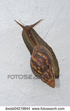 Picture - Giant East African Snail (Achatina immaculata), Praslin Island, Seychelles, Africa. Fotosearch