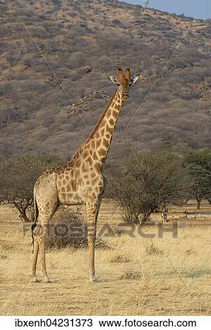 Giraffe (Giraffa camelopardalis), in the grasslands, Okapuka Ranch, Windhoek district, Windhoek, Namibia, Africa View Large Photo Image Stock Image - Giraffe (Giraffa camelopardalis), in the grasslands, Okapuka Ranch, Windhoek district, Windhoek, Namibia, Africa. Fotosearch