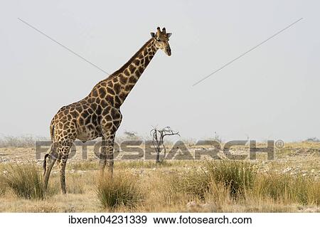Giraffe (Giraffa camelopardalis), in grassland, Etosha National Park, Namibia, Africa View Large Photo Image Stock Photo - Giraffe (Giraffa camelopardalis), in grassland, Etosha National Park, Namibia, Africa. Fotosearch