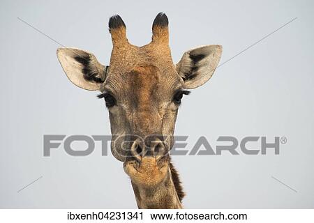 Giraffe (Giraffa camelopardalis), portrait, Etosha National Park, Namibia, Africa View Large Photo Image Stock Image - Giraffe (Giraffa camelopardalis), portrait, Etosha National Park, Namibia, Africa. Fotosearch