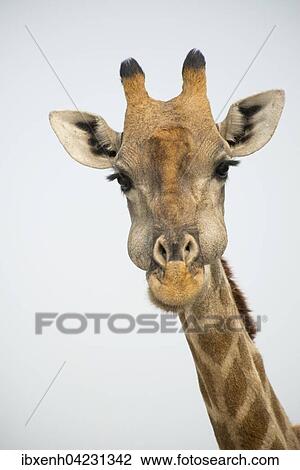 Giraffe (Giraffa camelopardalis), portrait, Etosha National Park, Namibia, Africa View Large Photo Image Stock Image - Giraffe (Giraffa camelopardalis), portrait, Etosha National Park, Namibia, Africa. Fotosearch