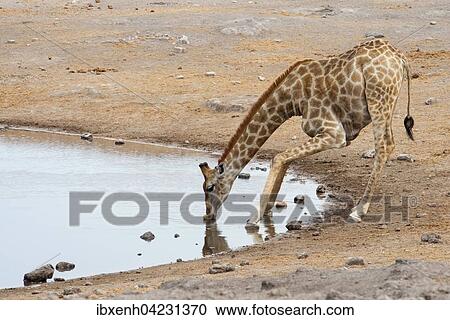 Giraffe (Giraffa camelopardalis), drinking at a waterhole, Etosha National Park, Namibia, Africa View Large Photo Image Stock Image - Giraffe (Giraffa camelopardalis), drinking at a waterhole, Etosha National Park, Namibia, Africa. Fotosearch