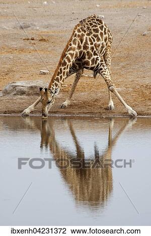 Giraffe (Giraffa camelopardalis), drinking at a waterhole, Etosha National Park, Namibia, Africa View Large Photo Image Stock Image - Giraffe (Giraffa camelopardalis), drinking at a waterhole, Etosha National Park, Namibia, Africa. Fotosearch