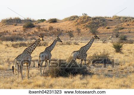Giraffes (Giraffa camelopardalis), passing through grassland, Etosha National Park, Namibia, Africa View Large Photo Image Stock Image - Giraffes (Giraffa camelopardalis), passing through grassland, Etosha National Park, Namibia, Africa. Fotosearch