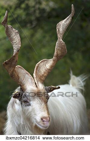 Girgentana goat (Capra), portrait, captive, Mecklenburg-Western Pomerania, Germany, Europe View Large Photo Image Picture - Girgentana goat (Capra), portrait, captive, Mecklenburg-Western Pomerania, Germany, Europe. Fotosearch