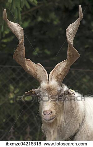 Stock Photo - Girgentana goat (Capra), portrait, captive, Mecklenburg-Western Pomerania, Germany, Europe. Fotosearch