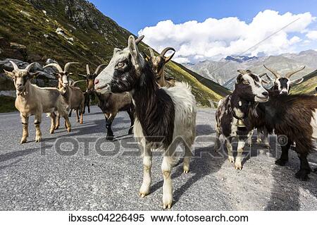 Stock Photography - Goats on the Otztal glacial road, Otztal, Tyrol, Austria, Europe. Fotosearch