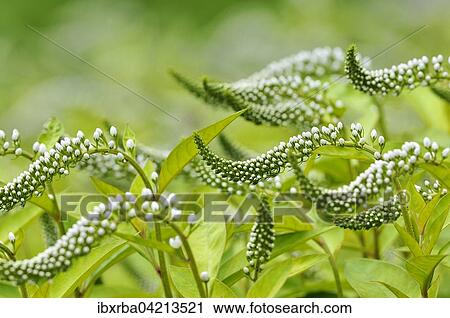 Stock Image - Gooseneck loosestrife (Lysimachia clethroides), inflorescence, North Rhine-Westphalia, Germany, Europe. Fotosearch