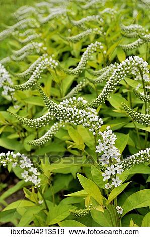 Gooseneck loosestrife (Lysimachia clethroides), inflorescence, North Rhine-Westphalia, Germany, Europe View Large Photo Image Stock Photo - Gooseneck loosestrife (Lysimachia clethroides), inflorescence, North Rhine-Westphalia, Germany, Europe. Fotosearch