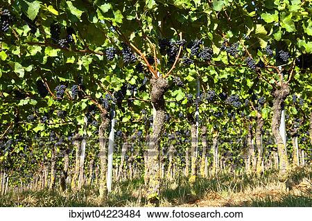 Grapevines with blue grapes, Kaiserstuhl, Baden-Wurttemberg, Germany, Europe View Large Photo Image Picture - Grapevines with blue grapes, Kaiserstuhl, Baden-Wurttemberg, Germany, Europe. Fotosearch