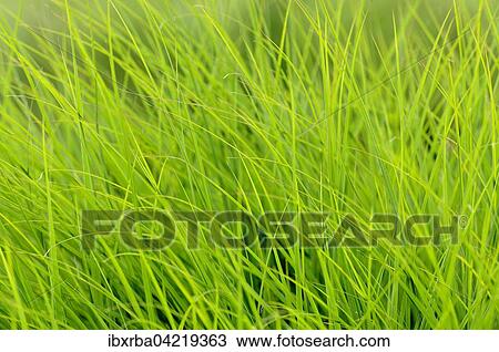 Stock Image - Grass, blades of grass. Fotosearch