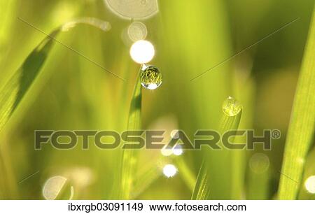 Grass with dew drop View Large Photo Image Stock Photo - Grass with dew drop. Fotosearch