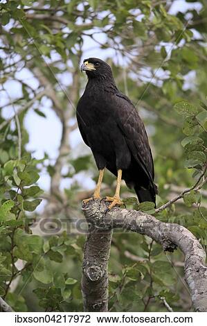 Great black hawk (Buteogallus urubitinga), adult on a tree, Pantanal, Mato Grosso, Brazil, South America View Large Photo Image Stock Image - Great black hawk (Buteogallus urubitinga), adult on a tree, Pantanal, Mato Grosso, Brazil, South America. Fotosearch
